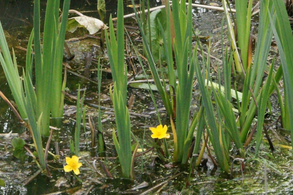 Pond in Woodland
